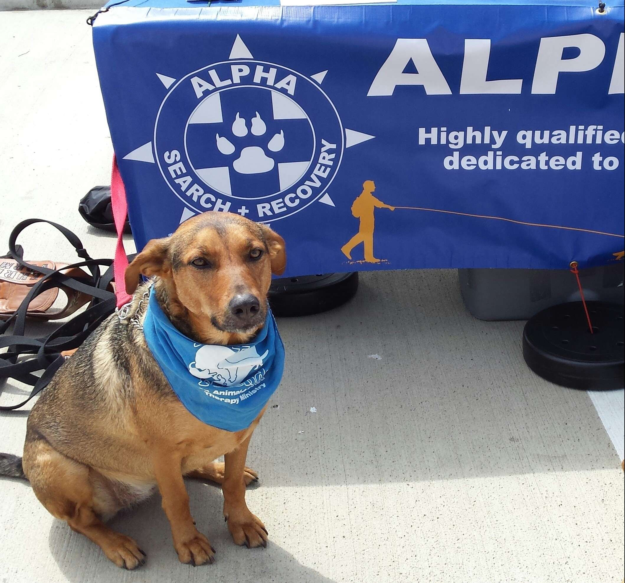 Dog Training - Sylvan Rodrigez | Alpha Search and Recovery