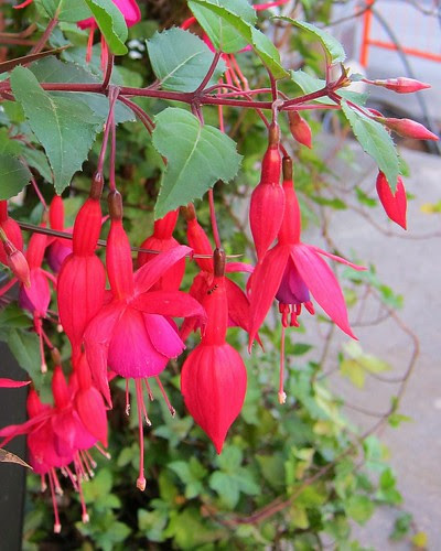 Verenpisara