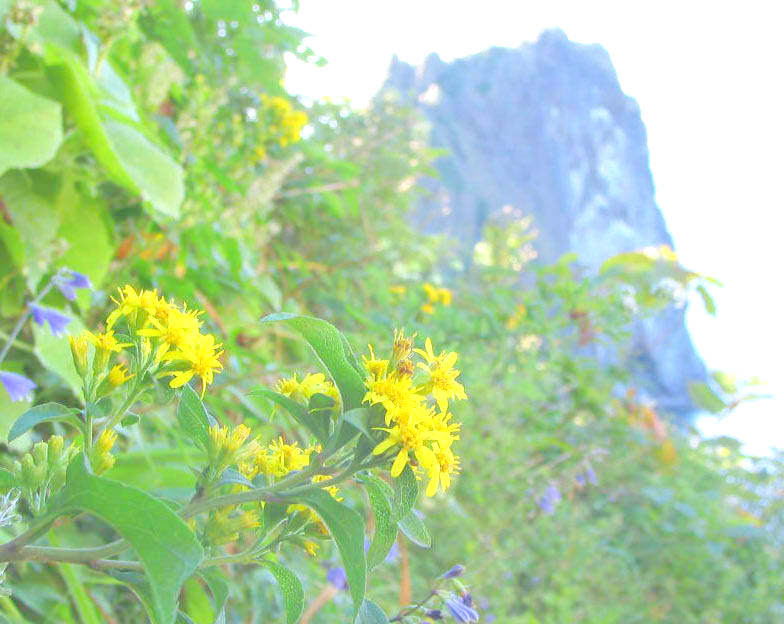 北海道の花図鑑