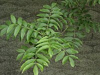Fraxinus excelsior Blatt.jpg
