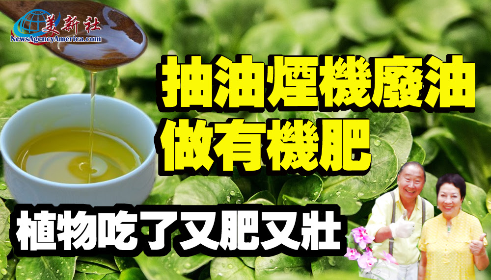 園藝達人 抽油煙機廢油做有機肥 植物吃了又肥又壯 美新社