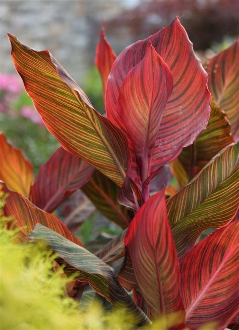 wow plants   summer garden tropicanna canna lilies