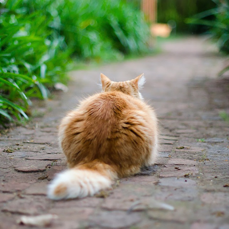 猫の気持ちはしっぽを見ればよく分かる 猫のしっぽの役割について 猫の総合情報サイト ペットスマイルニュースforネコちゃん