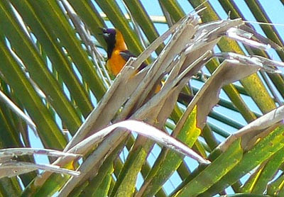 oiseau Tulum.jpg
