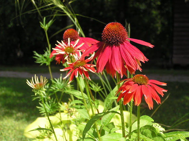 Echinacea 'Salsa Red'