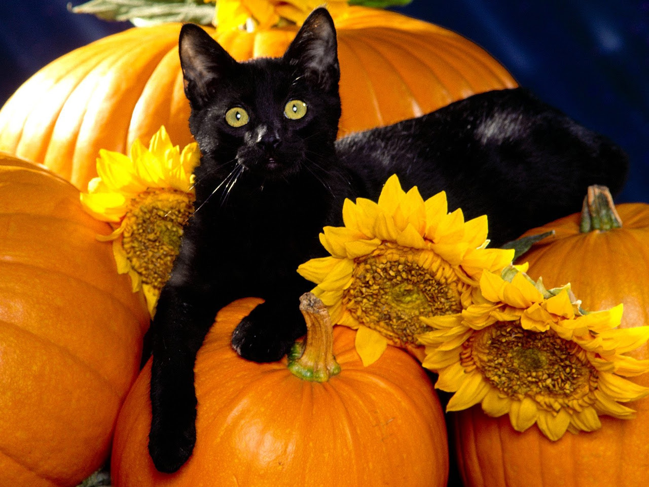 Cute Cat Halloween Wallpaper  WallpaperSafari