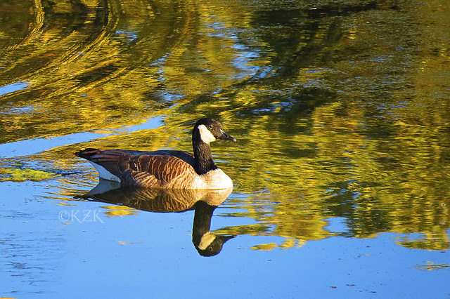 IMG_9381CanadaGoose