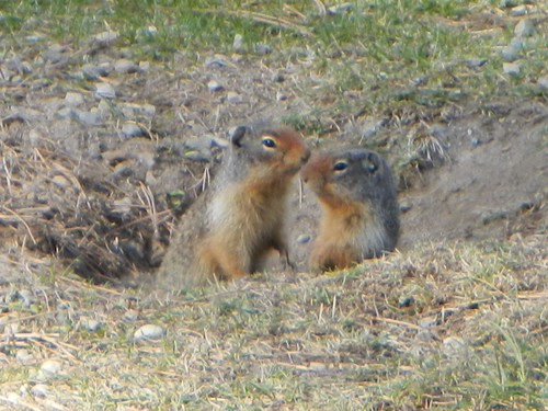 Everyday for 7 Weeks - Day 6 - Cranbrook to Banff