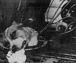 Two-Headed Dog and Headless Dog Experiments (Very Graphic 