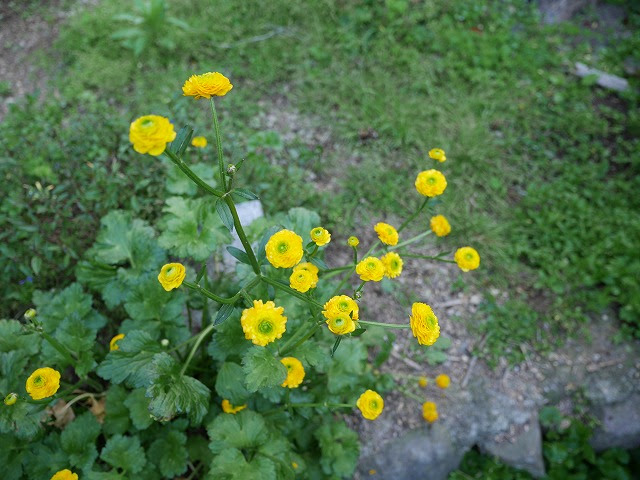 ラナンキュラス ゴールドコイン Ranunculus Repens Cv Gold Coin ガーデニングの便利帳 ルルファ