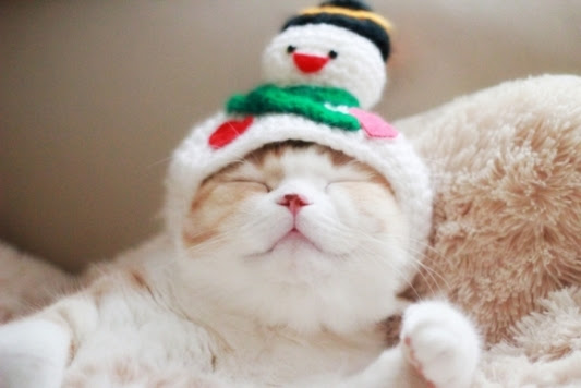 画像大量 にゃんこの寝顔見ていやされよう 猫ギャラリー傑作選 フェリシモ猫部