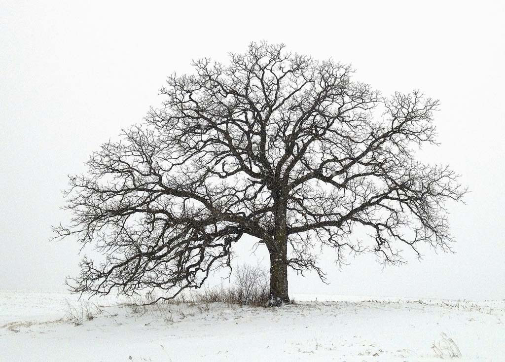 An iPhone Photo Journal documenting A Year in the Life of That Tree