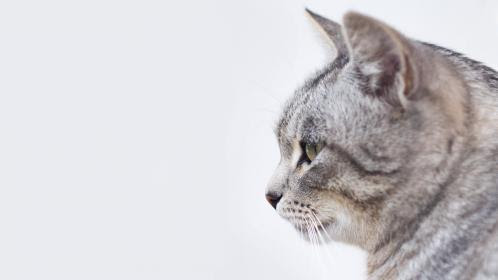 猫弓形虫病 致命的寄生虫导致感染 娱乐资讯 娱乐新闻网