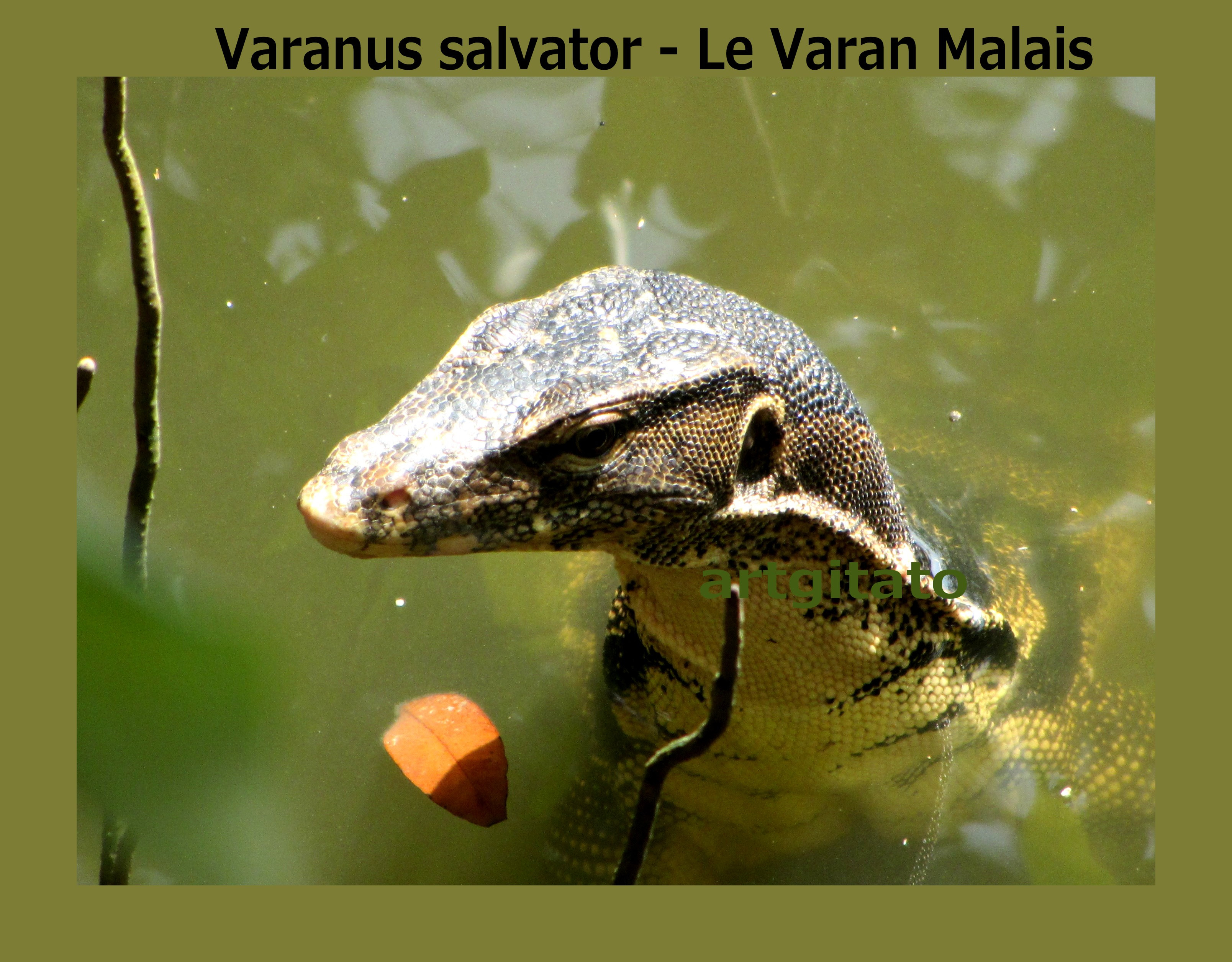LE VARAN MALAIS - Varanus salvator • ARTGITATO