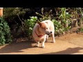 コレクション 沖縄 犬 短足 137489