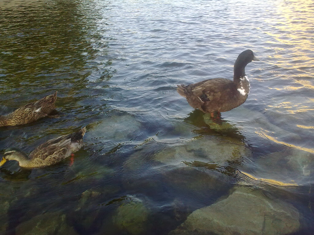 대구 신천둔치 청둥오리 가족 wild duck family at Sinchundunchi, Daegu #4