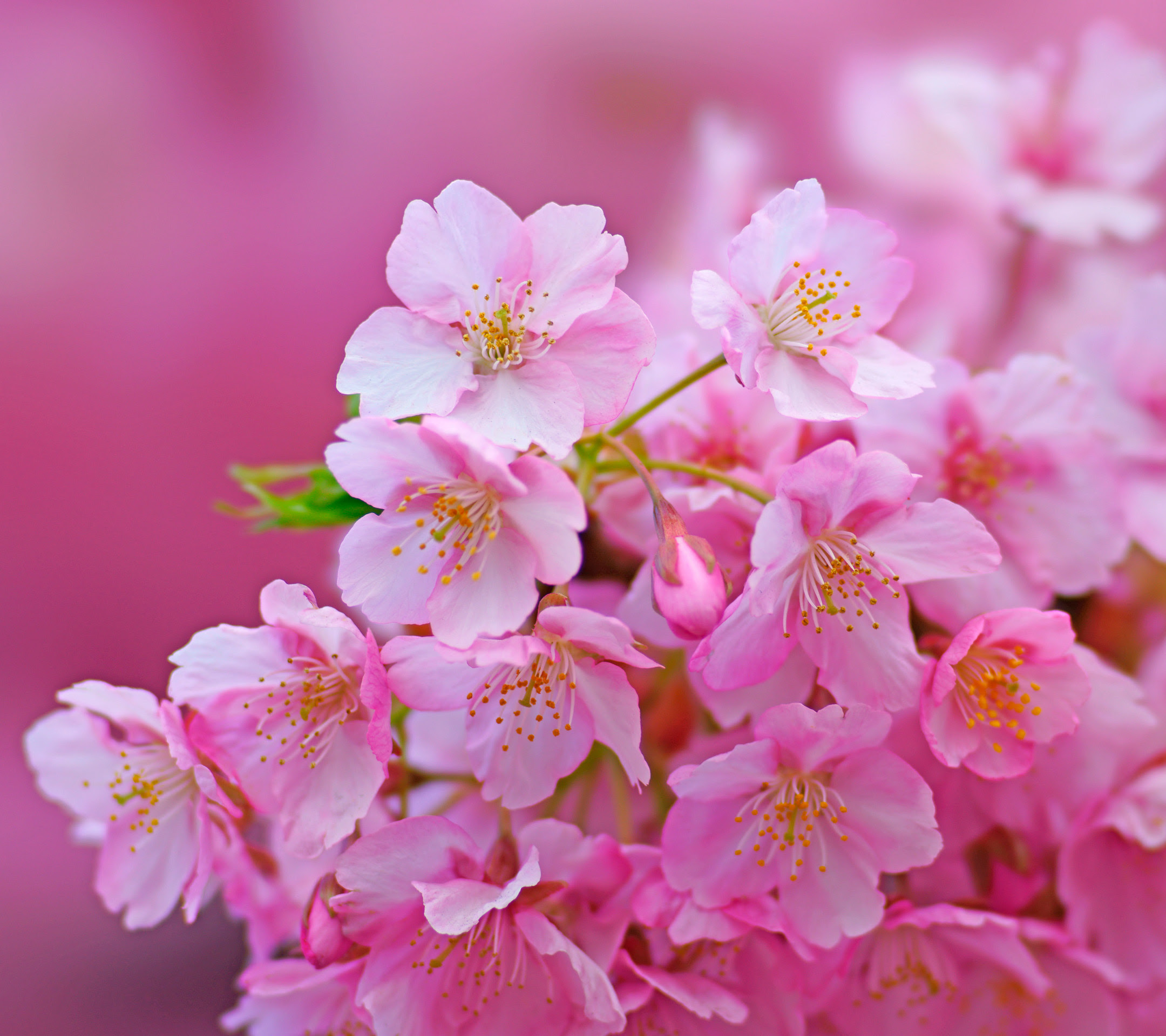 サクラ 桜 スマホ壁紙ならandroid壁紙タウン