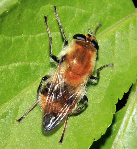 Criorhina floccosa 16816