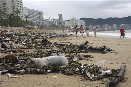 A dead pig lies among debris on a beach in Acapulco September 17, 2013. REUTERS-Jacobo Garcia