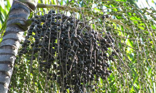 Famous Acai Berry Tree 500 x 300 · 61 kB · jpeg