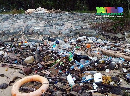 Oil-slicked Tanah Merah: Litter build up on the high shore