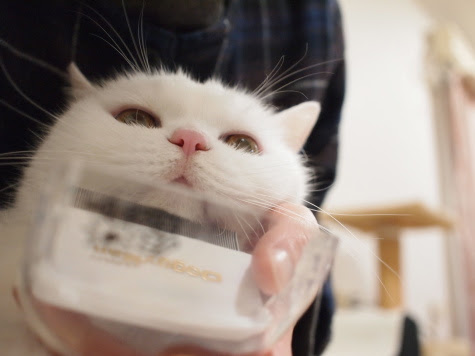 猫の大人ニキビ - うらばなし。
