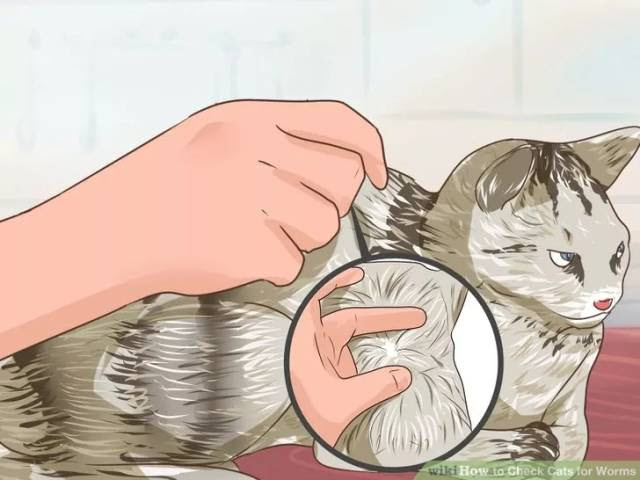 猫咪这些迹象 可能有寄生虫了