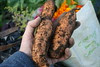 sweet potatoes
