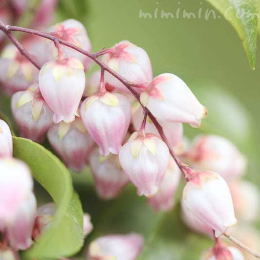 アセビ 馬酔木 の花の写真 アセビの花言葉 みみみんブログ