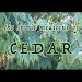 Can You Smoke With Cedar Wood Download Youtube Mp3 and Mp4