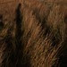 Caton Moor, Lancashire, England 15 Feb 2012