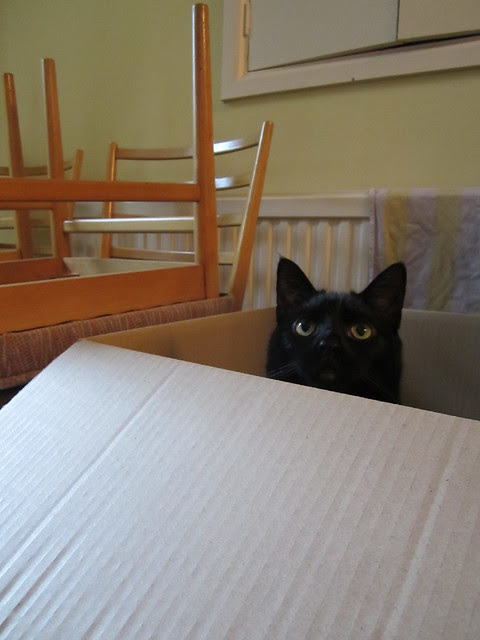 Flo in a box (1)