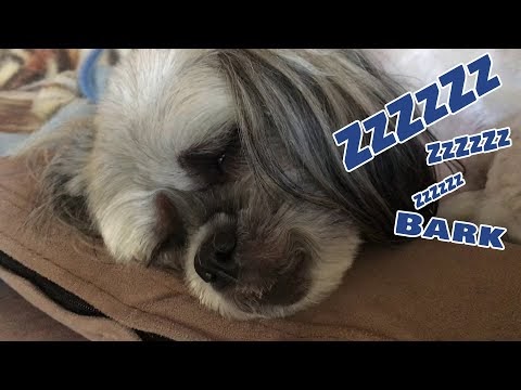 Dog Dreaming Compilation – BONUS Video: Dog Watching Creature Twerk