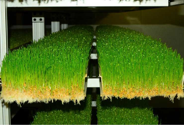 The hidden costs of a fodder system