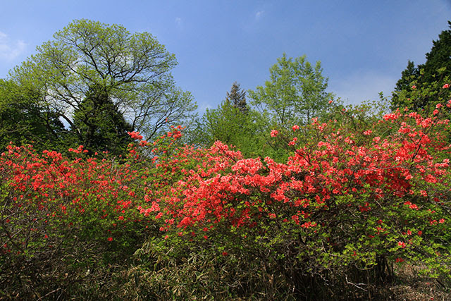 四季の山野草図鑑 ヤマツツジ