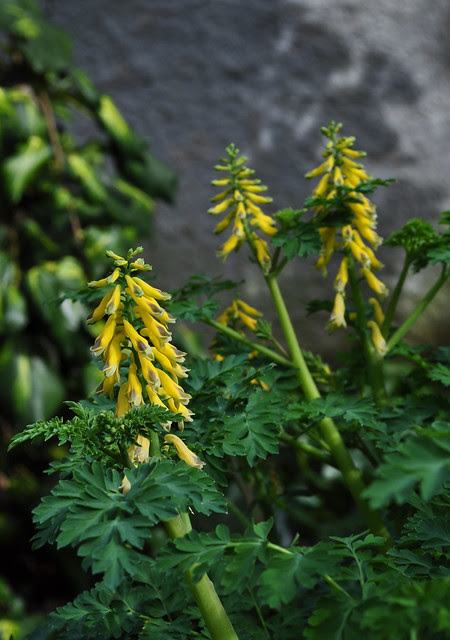 Corydalis heterocarpa (2)