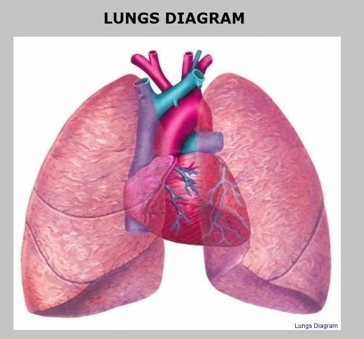 human lungs | Anatomy System - Human Body Anatomy diagram and chart images