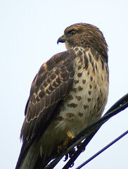 Red-shouldered Hawk