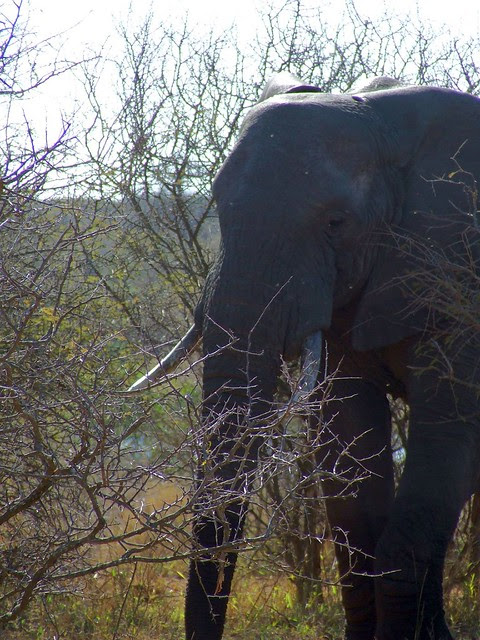 animal testing facts and figures. Facts and figures about the