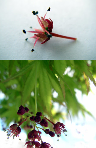 vine maple being happy