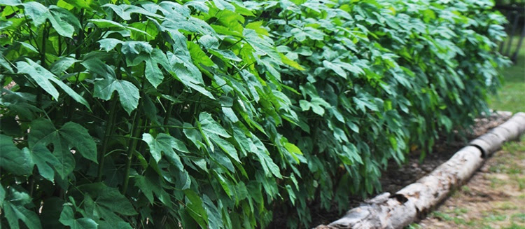 Surprising Health Benefits Of Chaya Leaves Philippine Trending News