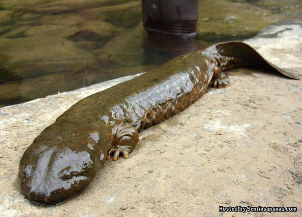 Salamander