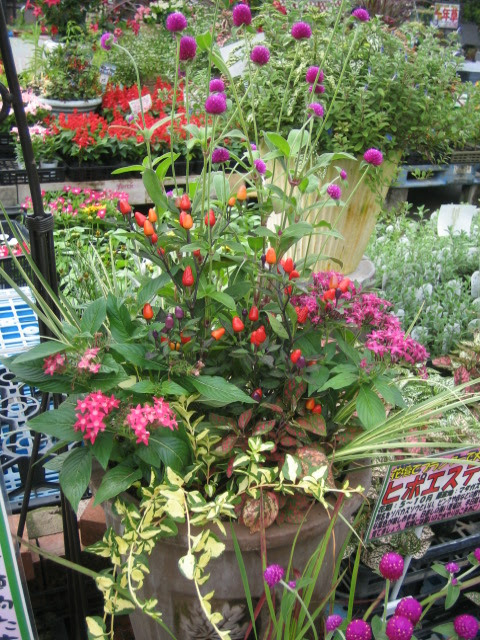 夏の寄せ植え作りました 熊本の大型総合園芸店 ナーセリーズ