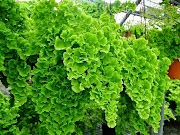 14+ Baru Tanaman Hias Daun Suplir (adiantum Sp.), Tanaman Hias