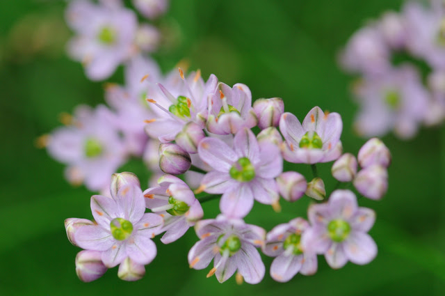 イトラッキョウの育て方 色々な育て方の情報 育て方ボックス