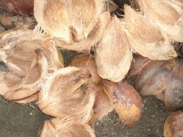 Cara Menanam Anggrek Dengan Sabut Kelapa Cara Menanam Anggrek Dengan Sabut Kelapa