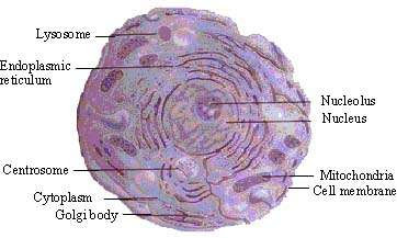 Animal Cell Microscope