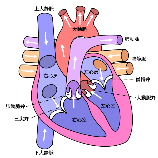心臓図