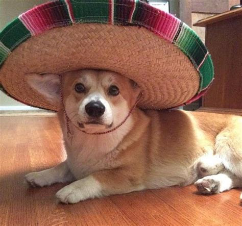 hilarious memes  dogs wearing hats tail threads