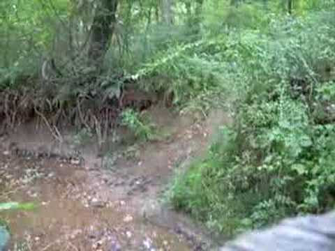 Carvers Creek State Park. Creek Bed Conundrum.